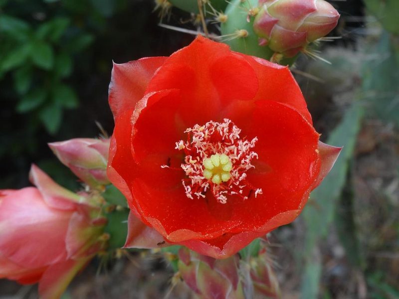 Opuntia elatior, photographed by Ben Costamagna