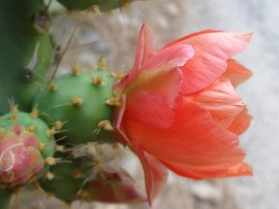 Opuntia elatior, photographed by Ben Costamagna