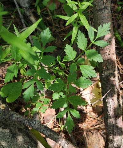 Aegopodium alpestre, photographed by Юлия