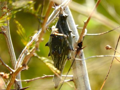 Dictyanthus sepicola, photographed by Francisco Farriols Sarabia