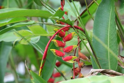 Heliconia rostrata, photographed by Aitor