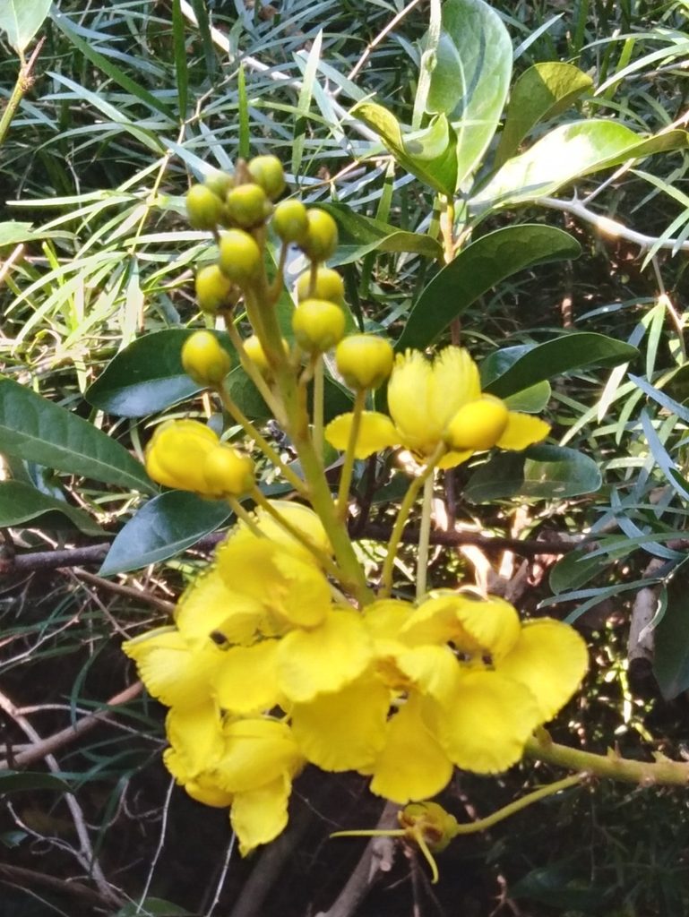 Acridocarpus natalitius, photographed by Rosemary Harrison