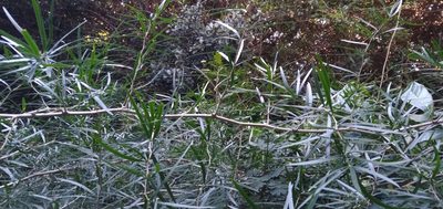 Asparagus falcatus, photographed by Rosemary Harrison