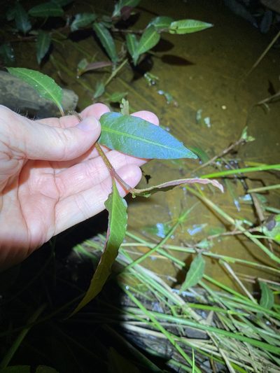 Persicaria dichotoma, photographed by Greg Tasney