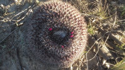 Mammillaria mystax, photographed by Tereso Hernández Morales
