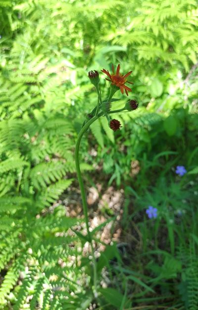 Tephroseris porphyrantha, photographed by Юлия