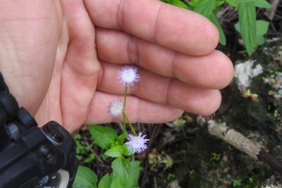 Ageratum gaumeri, photographed by Sebastián de Jesús Herrera Buenfil