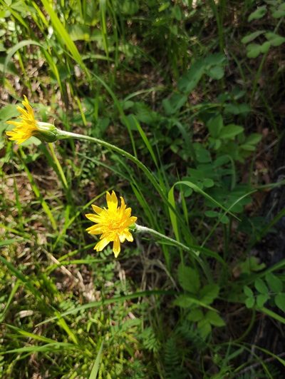 Scorzonera radiata, photographed by Юлия