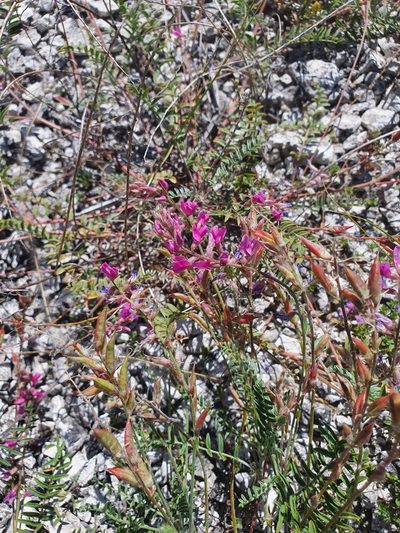 Oxytropis floribunda, photographed by Анна Митрошенкова