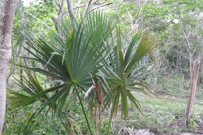 Sabal mexicana, photographed by Sebastián de Jesús Herrera Buenfil