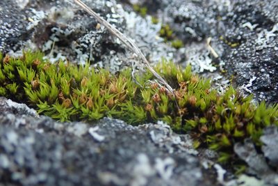 Schistidium maritimum, photographed by Randal