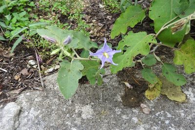 Solanum houstonii, photographed by Sebastián de Jesús Herrera Buenfil