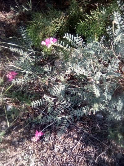 Hedysarum tauricum, photographed by Михаил Орлов