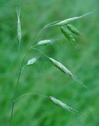 Bromus commutatus, photographed by Patrick Hacker