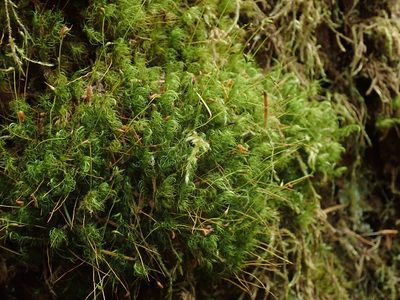Dicranum fuscescens, photographed by Randal