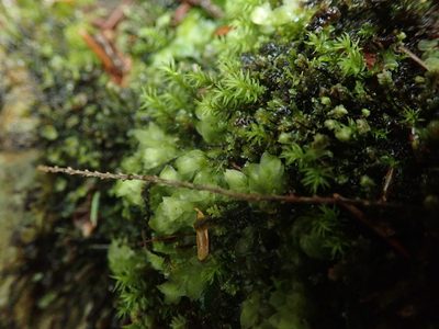 Hookeria acutifolia, photographed by Randal