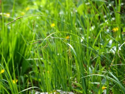Carex ferruginea, photographed by Wolfgang Jauch