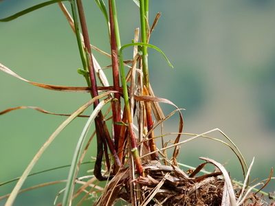Carex ferruginea, photographed by Wolfgang Jauch