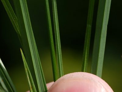 Carex ferruginea, photographed by Wolfgang Jauch