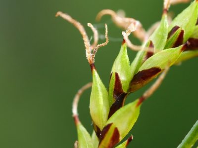 Carex ferruginea, photographed by Wolfgang Jauch