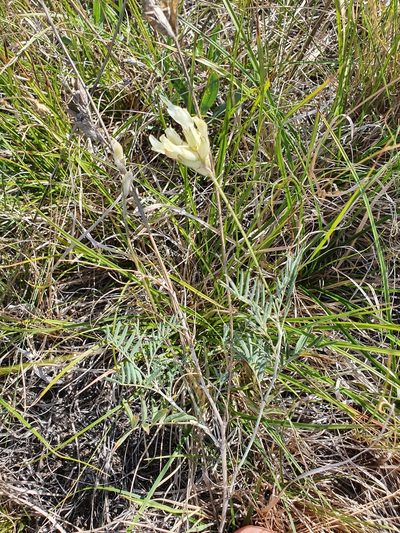 Astragalus zingeri, photographed by Анна Митрошенкова