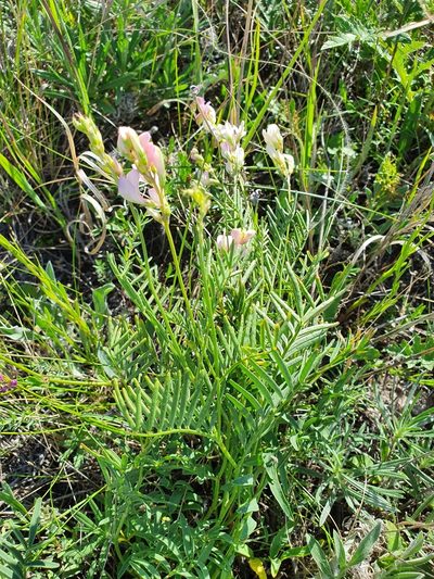 Hedysarum razoumowianum, photographed by Анна Митрошенкова