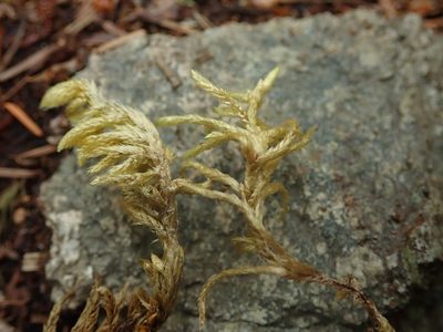 Homalothecium megaptilum, photographed by Randal