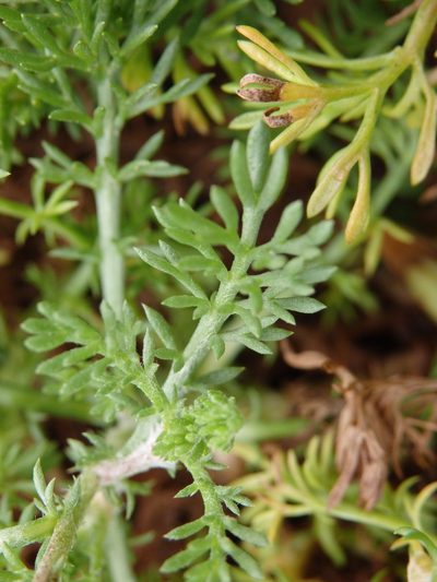 Chamaemelum nobile, photographed by Carminda Santos