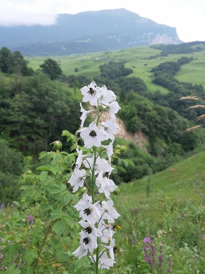 Delphinium crispulum, photographed by Дауд Арсанукаев