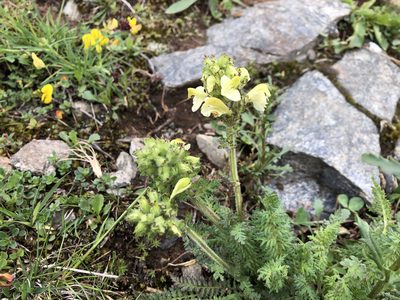Pedicularis tuberosa, photographed by Jason Grant