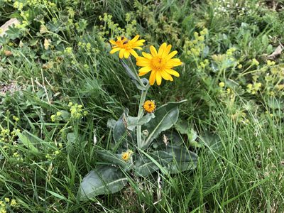 Senecio doronicum, photographed by Jason Grant