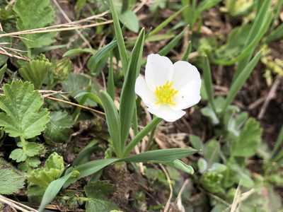 Ranunculus kuepferi, photographed by Jason Grant