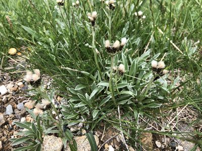 Antennaria carpatica, photographed by Jason Grant