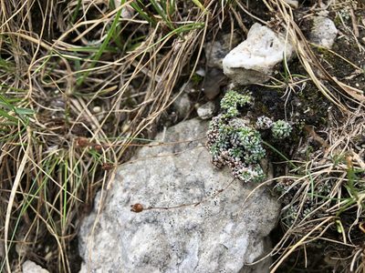 Saxifraga caesia, photographed by Jason Grant