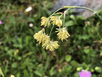 Luzula lutea, photographed by Jason Grant