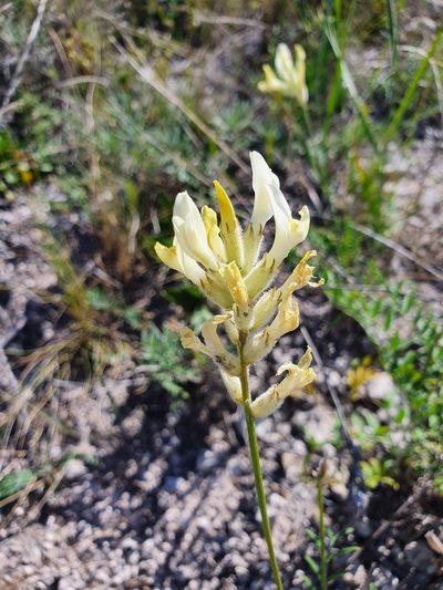 Astragalus zingeri, photographed by Анна Митрошенкова