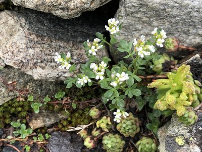 Cardamine resedifolia, photographed by Jason Grant