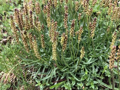 Plantago alpina, photographed by Jason Grant