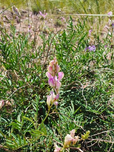 Hedysarum razoumowianum, photographed by Анна Митрошенкова