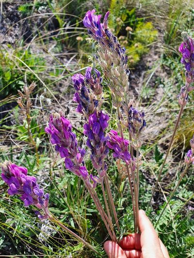 Oxytropis knjazevii, photographed by Анна Митрошенкова