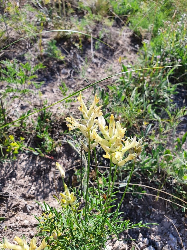 Astragalus zingeri, photographed by Анна Митрошенкова