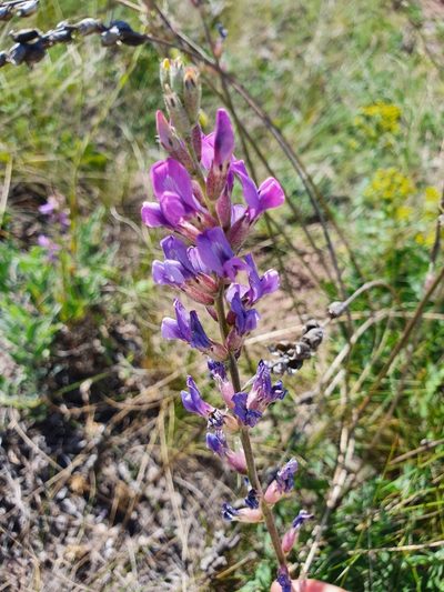 Oxytropis knjazevii, photographed by Анна Митрошенкова