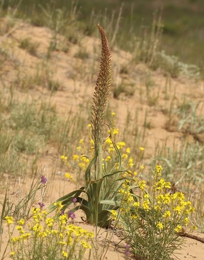 Eremurus inderiensis, photographed by Andrew Bazdyrev