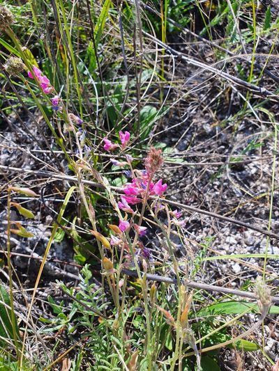 Oxytropis floribunda, photographed by Анна Митрошенкова