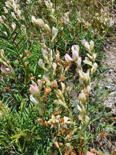 Hedysarum razoumowianum, photographed by Анна Митрошенкова