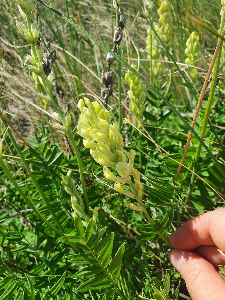 Oxytropis hippolyti, photographed by Анна Митрошенкова