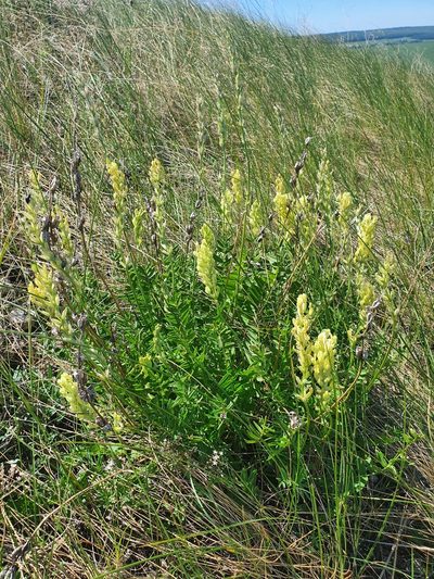 Oxytropis hippolyti, photographed by Анна Митрошенкова