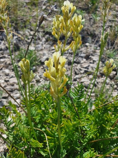 Oxytropis hippolyti, photographed by Анна Митрошенкова