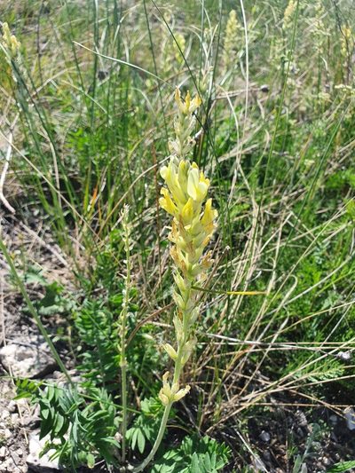 Oxytropis hippolyti, photographed by Анна Митрошенкова