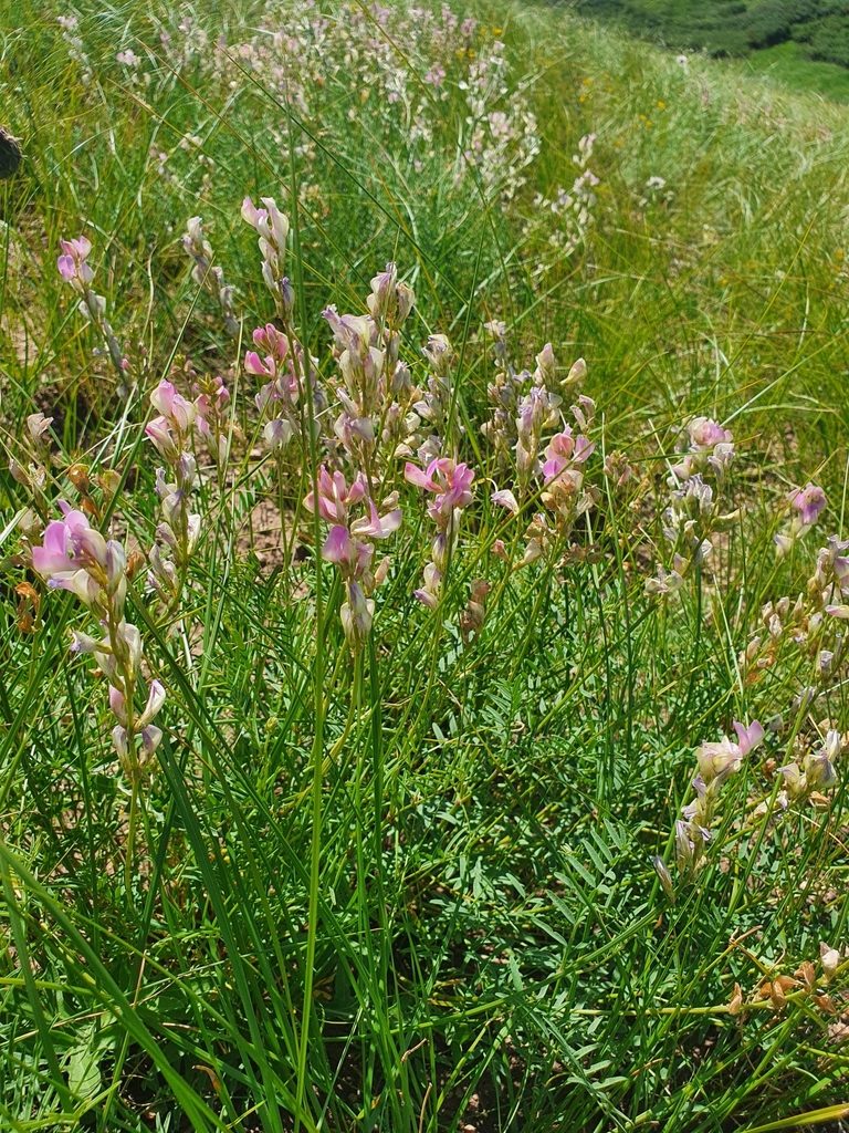 Hedysarum razoumowianum, photographed by Анна Митрошенкова